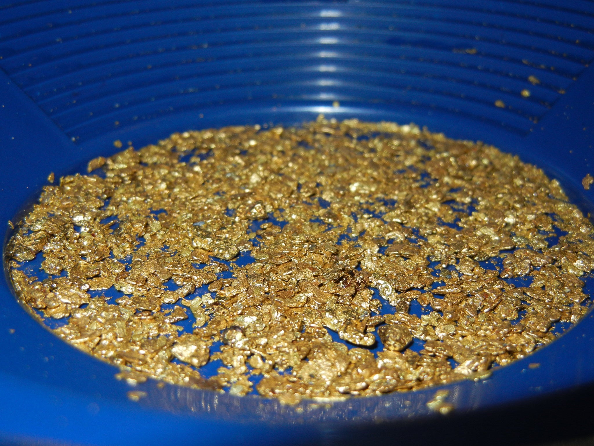 2 Lb. Rich Gold Paydirt Concentrates Unsearched – Pay Streak
