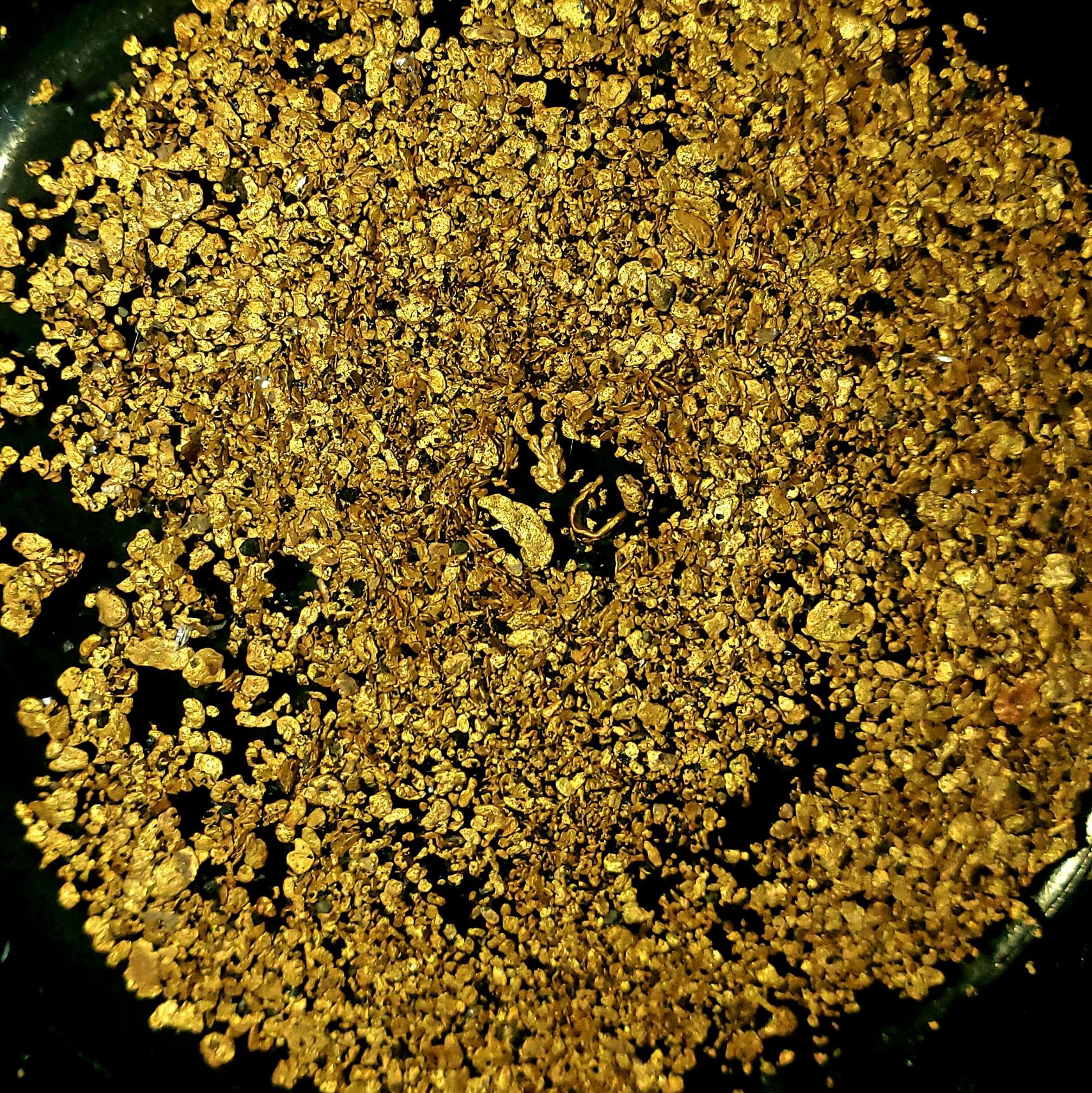 GOLD PAYDIRT CONCENTRATES 2.5+ LBS / PLACER NUGGETS PICKERS FLAKES /  PROSPECTOR